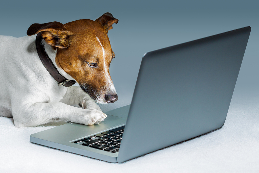 Dog reading tablet Dog reading tablet