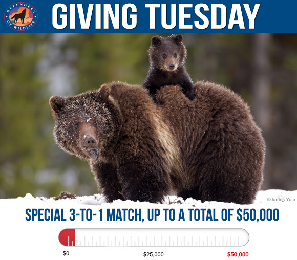 Defenders of Wildlife Giving Tuesday